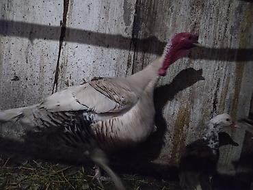птица голубь: Продаю гусей.2.5.сом.порода Линда и Губернаторские. индюки — 6