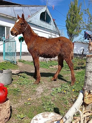 котята сиамской кошки: Продаю | Жеребец, Жеребенок | Для разведения — 2