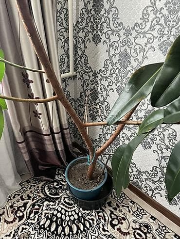 Ушул гул сатылат, Нарын да