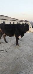 золотой фазан: Продаю | Корова (самка) | Алатауская | Для молока | Стельные — 23