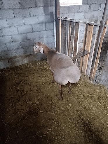 выстрел собак: Продаю | Баран (самец) | Арашан | Для разведения | Племенные — 8