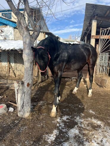 животные для дома: Продаю | Жеребец — 2