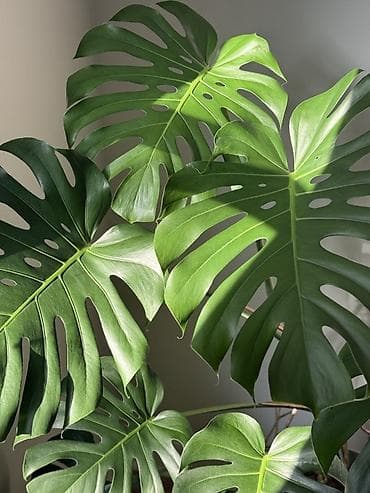 Монстера делициоза (Monstera deliciosa) в горшке - Крупное комнатное