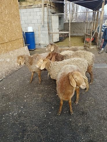 Продаю | Ягненок | Полукровка, Арашан | Для разведения | Ярка