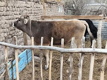 голуби птицы животный: Продаю | Бык (самец) | На откорм | Привязанные — 3