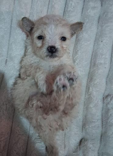 домашные животные: Пудель, 1 месяц, Самец — 3