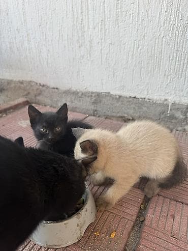 милые котята: Котята Описание: - Котята разного окраса: светлый с поинтами — 2