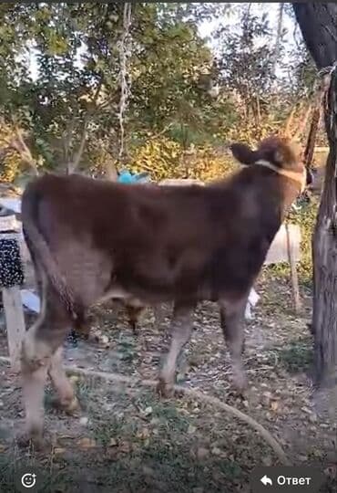 собаку в добрые руки: Продаю | Бык (самец) | Алатауская | На откорм | Привязанные — 14