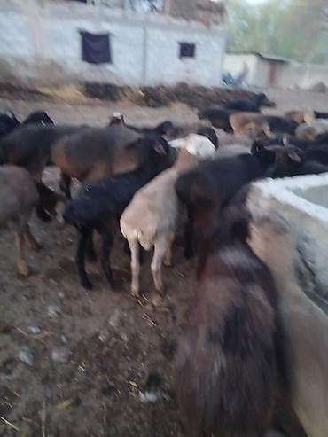 лягушка живая: Продаю | Овца (самка) | Для разведения | Племенные — 9