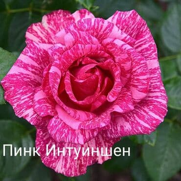 купить семена цветов в бишкеке: Рассада цветка: Розы — 3