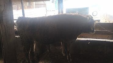 Продаю | Бык (самец) | На откорм | Привязанные