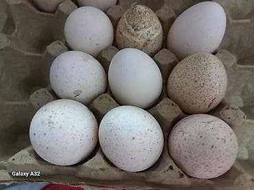 сыр козий: Индюшачьи яйца от домашних индюков - Натуральные яйца индейки из — 1