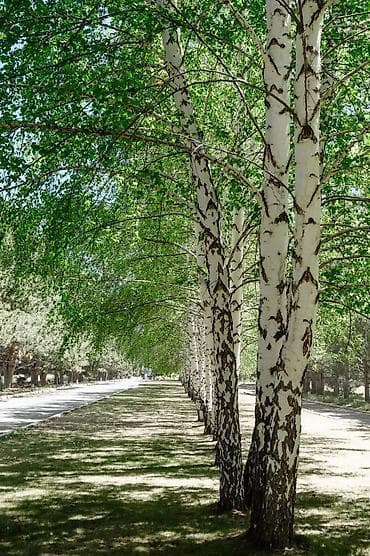 Недвижимость: 1 комната, 33 м², Индивидуалка, 1 этаж, Требуется ремонт — 4
