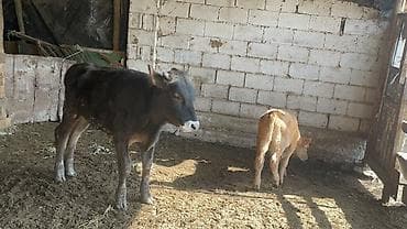 калифорния соолжан: Продаю | Бык (самец) | Швицкая | На откорм — 4