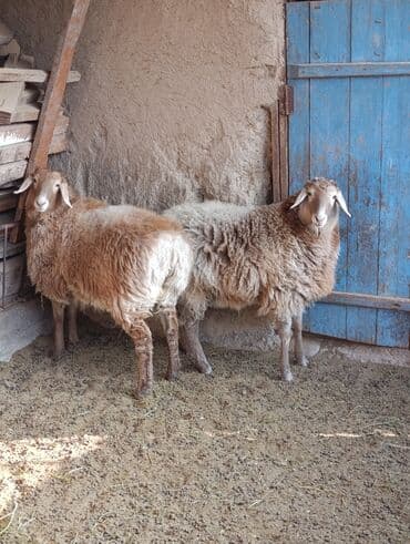 дом для животных: Продаю | Овца (самка) — 2