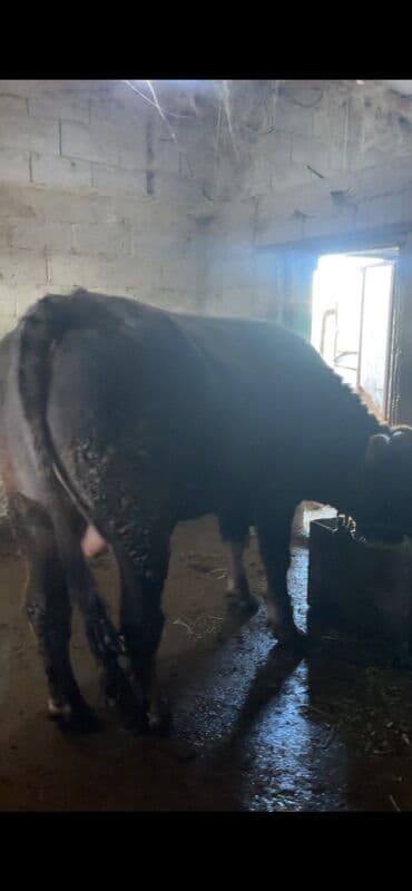 купить французского бульдога: Продаю | Бык (самец) | Швицкая | На откорм | Привязанные — 2