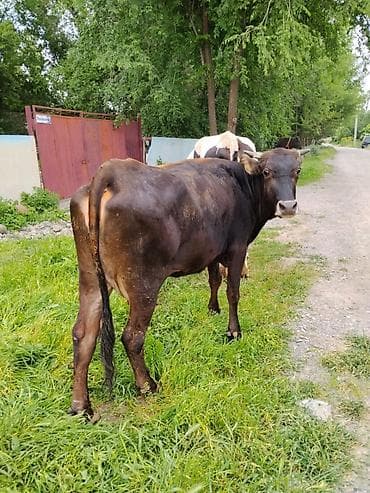 прадаю карова: Продаю | Корова (самка) | Для молока — 4