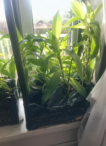 фумигатор от комаров бишкек: Продаю золотой ус Золотой ус используется широкого спектра — 1