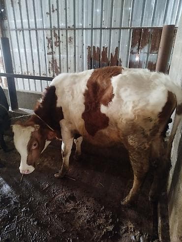 силос в брекетах: Продаю | Бык (самец) | Швицкая, Симментальская | Для разведения — 4