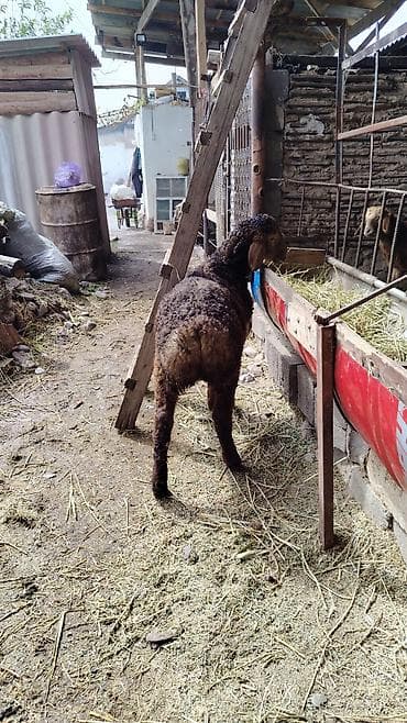 продаю баран: Продаю | Баран (самец) | Для разведения — 2