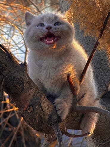 кошки породистые: Британская короткошёрстная, 2 месяца, Девочка, Лиловый — 6