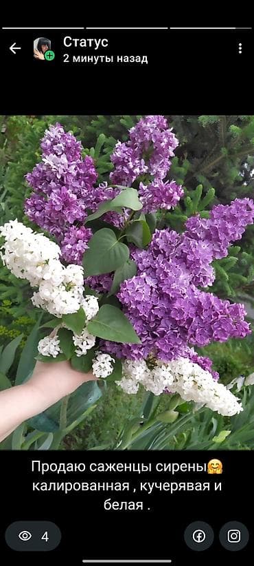 вазу: Сирень бордовая кучерявая и белая саженцы 2-3 летка . - Состав — 2