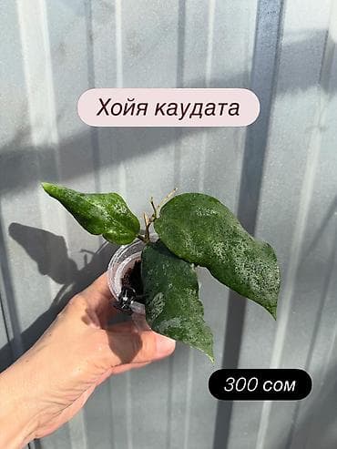 pot: Хойя Сильвер доллар от 200 сом Хойя доллар сплеш клон 2 -взрослое — 9