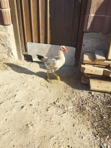 Сетка для заборов: Стойки для заборов — 3