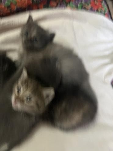 милые животные: Котята, помет из четырёх малышей: - Окрас: три дымчато‑серых — 3