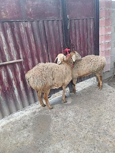 4 5мм: Сатам | Ургаачы кой (ургаачы) | Арашан, Аргын | Көбөйтүү үчүн | Токту, Асыл тукумдуу — 2