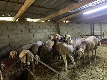 продам сельхоз животных: Продаю | Овца (самка) | Для разведения | Матка — 3