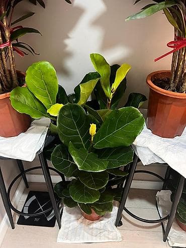 стол и стулья для гостиной: 4000 сом 1 штук Комнатные растения в горшках - Фикус лирата (Ficus — 2