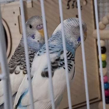 волнистые попугаи альбиносы: Продаются волнистые попугаи. Молодые, активные, красивые, с ярким — 5