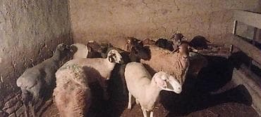 Продаю | Овца (самка) at lalafo.kg Продаю | Овца (самка)
