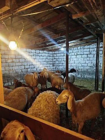 кошка вислаухая: Продаю | Овца (самка) | Арашан | Для разведения — 6