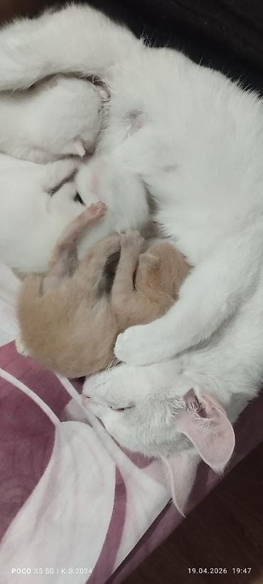 отдам даром породистых котят: Катёнку кому нужна . Обратите по ном — 4