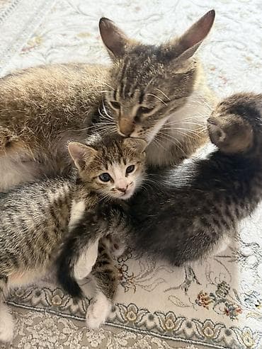 кошка свинкс: Отдам кошку с котятами Котята домашние, полосатые с белыми “носочками” — 2