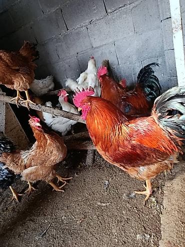 Азык-түлүктөр: Домашние куриные яйца, оплодотворенные - Размер: средние и крупные — 4