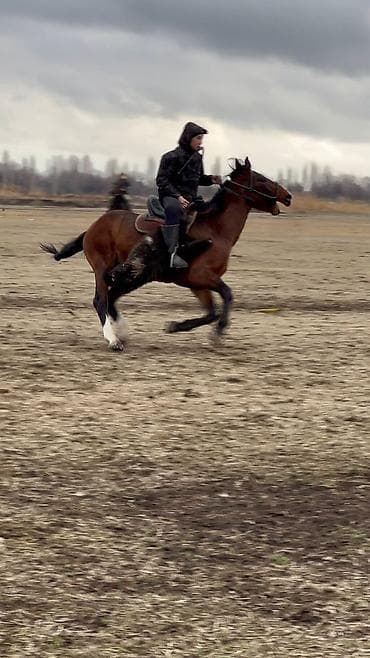 я ищу лошадь: Продаю | Конь (самец), Жеребец | Для разведения, Конный спорт | Осеменитель — 5
