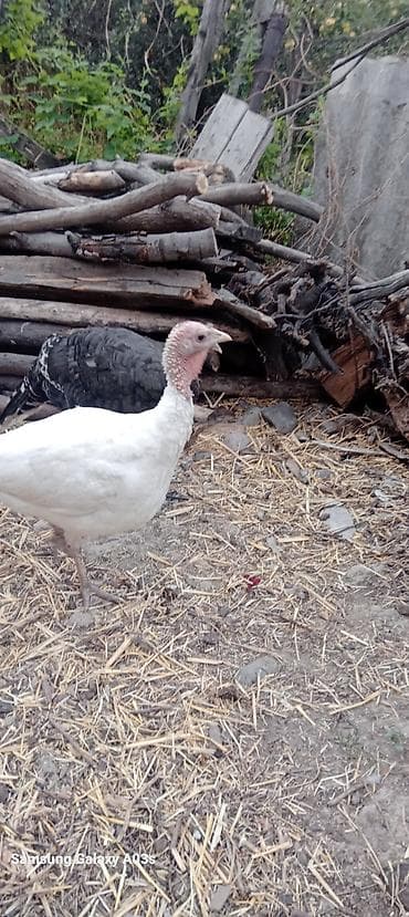 Продаю | Индюшата | Для разведения at lalafo.kg Продаю | Индюшата | Для разведения