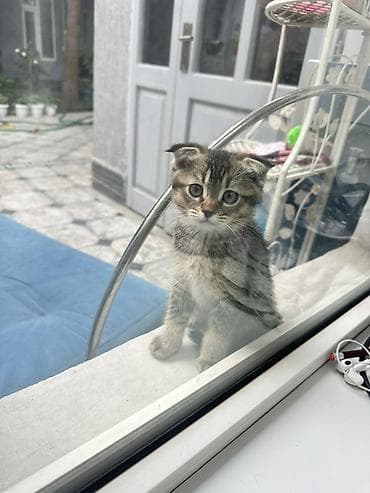 кошка сфинкс с шерстью: Котёнок с короткими ушками (тип скоттиш-фолд/вислоухий). Окрас — 2