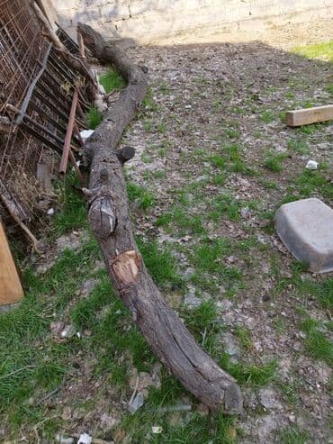 отдам даром дрова: Дрова отдам даром — 1