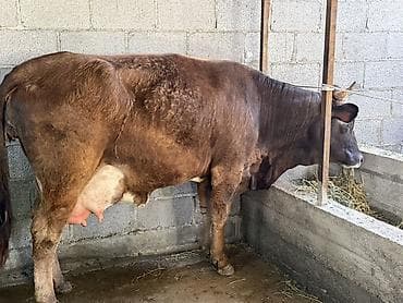 Продаю | Корова (самка) | Для разведения, Для молока | После отела at lalafo.kg Продаю | Корова (самка) | Для разведения, Для молока | После отела