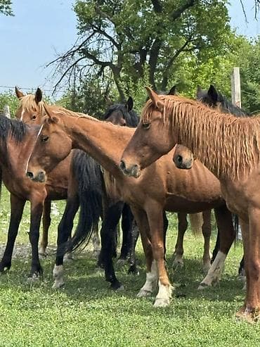 куна: Продаю | Кобыла (самка) | Для молока, Рабочий | Племенные — 4