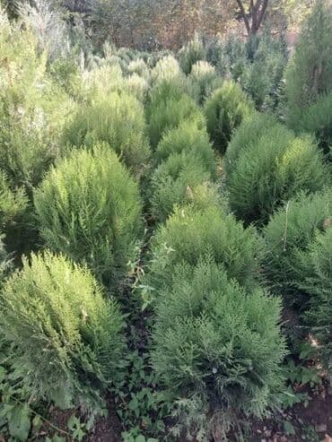 садовые качели купить: Саженцы деревьев: Туи, Бесплатная доставка — 8