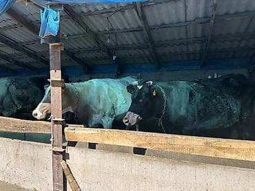 кой союш: Продаю | Корова (самка) | Для разведения | Привязанные — 4