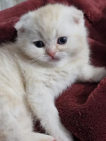 где купить крысу: Скотиш Фолд (Шотландская вислоухая), 2 месяца, Мальчик, Рыжий, Приучена к лотку — 5