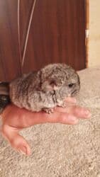 чилийская белка дегу: Продаю шиншиллу он ручной — 12