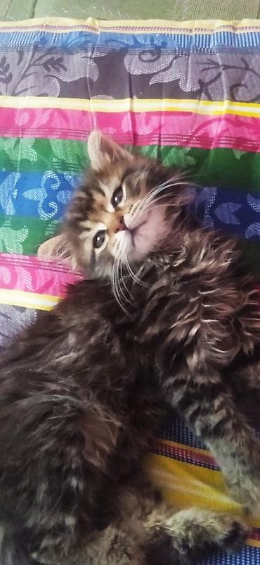 немецкий овчарка щенок: Котята из приюта ищут дом и семью, от блох и глистов обработаны, к — 7