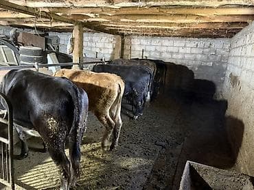 кой сойу: Продаю | Тёлка | Полукровка, Ангус, Алатауская | На откорм | Привязанные — 2